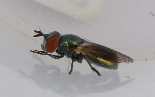 Riponnensia longicornis